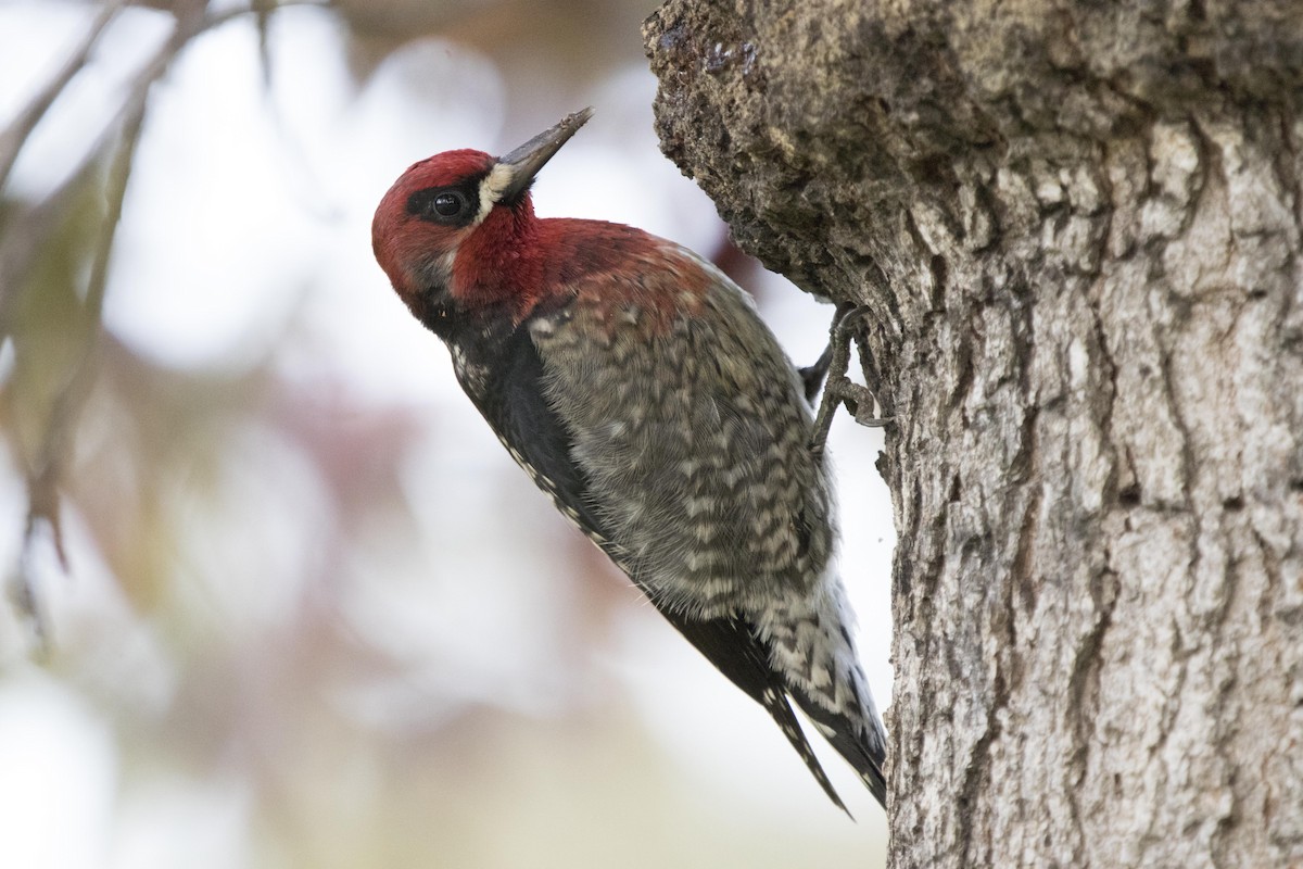 Red-breasted Sapsucker - ML134873121