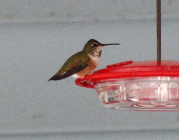 Rufous Hummingbird - Scott Sneed