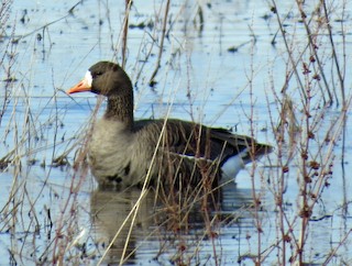 Greater White-fronted Goose, ML134873731