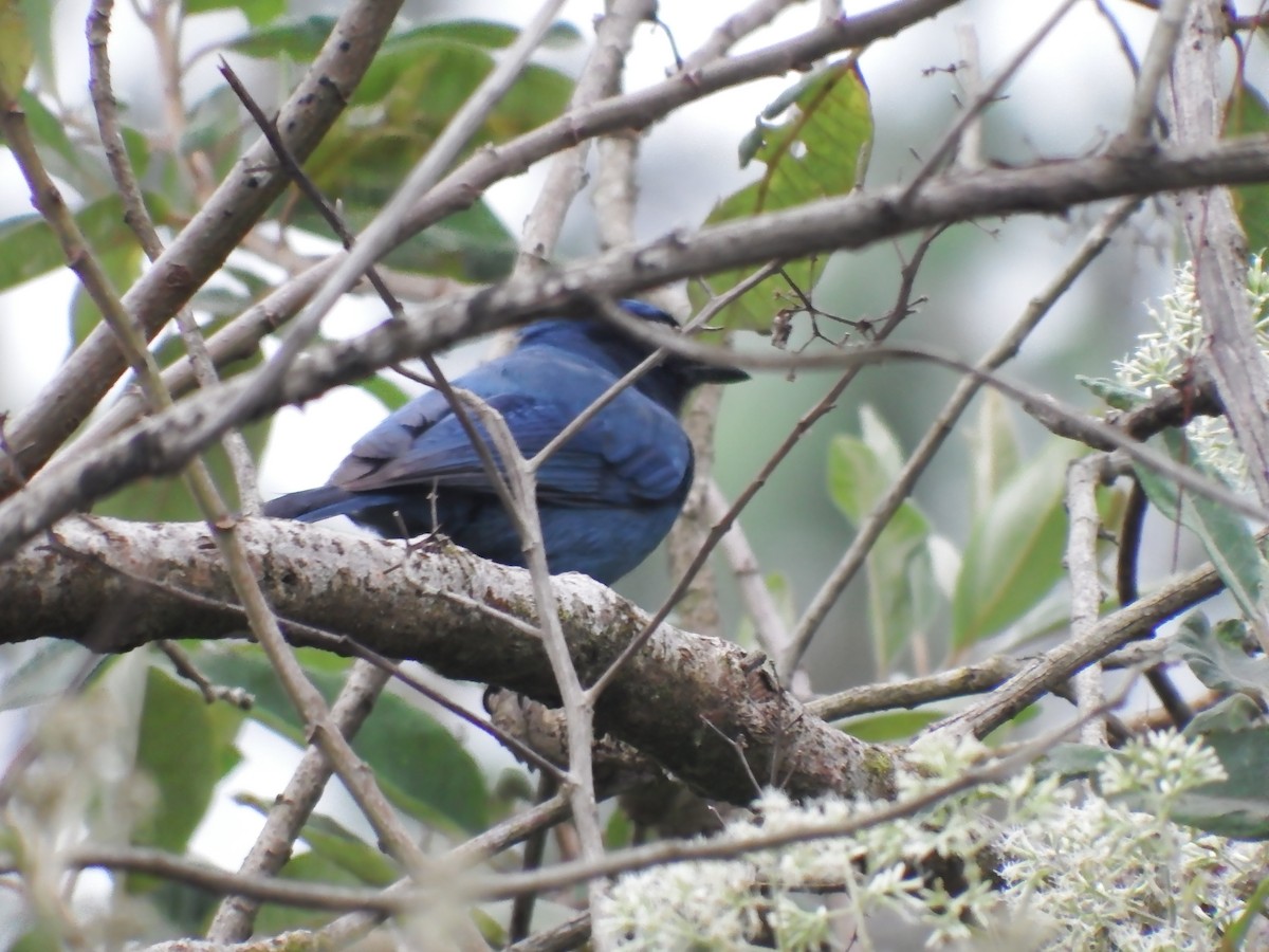 Steller's Jay (Middle American) - ML134873811