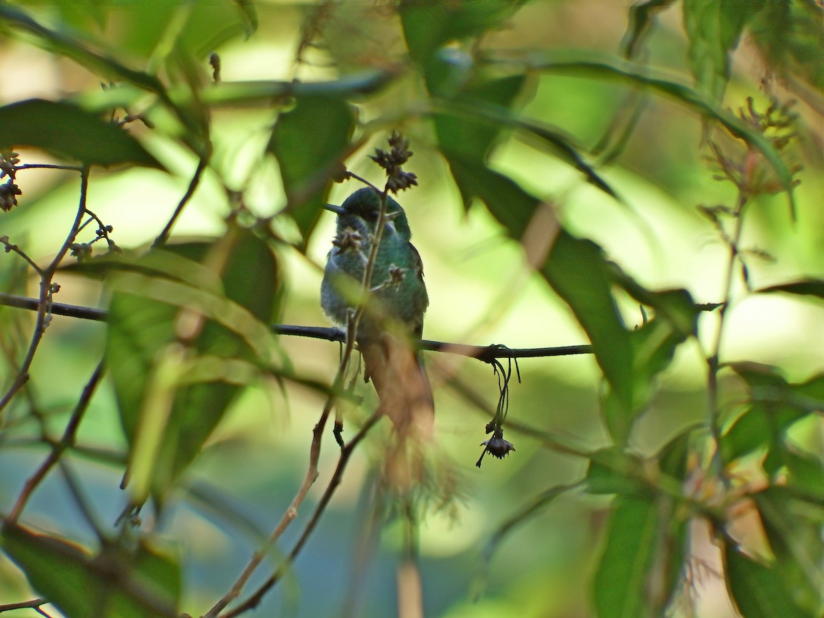 kolibřík skvrnkoprsý - ML134873881