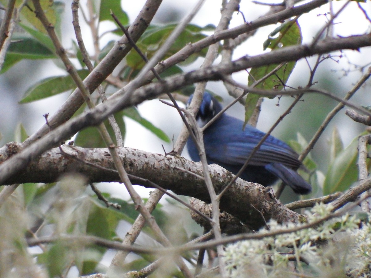 Steller's Jay (Middle American) - ML134874201