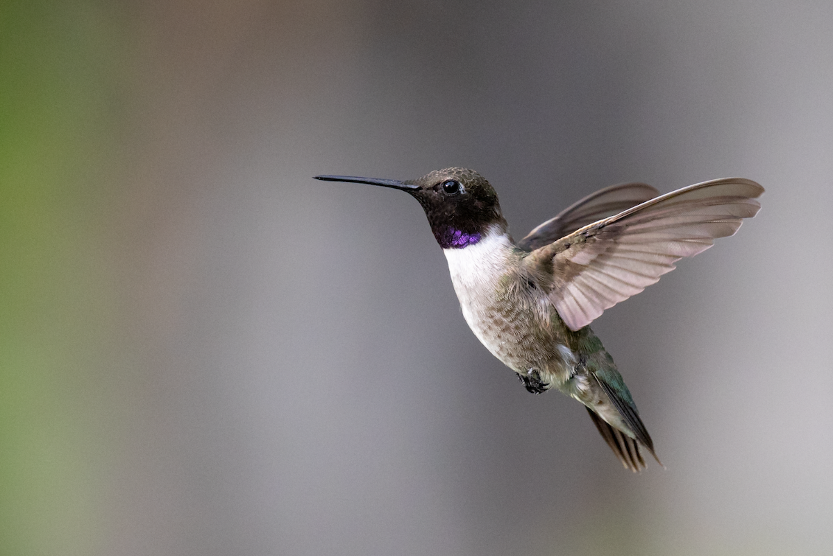 Black-chinned Hummingbird - Nick Dorian