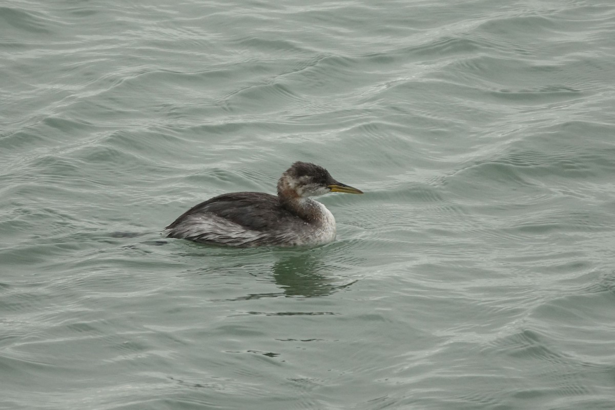 Red-necked Grebe - ML134879901