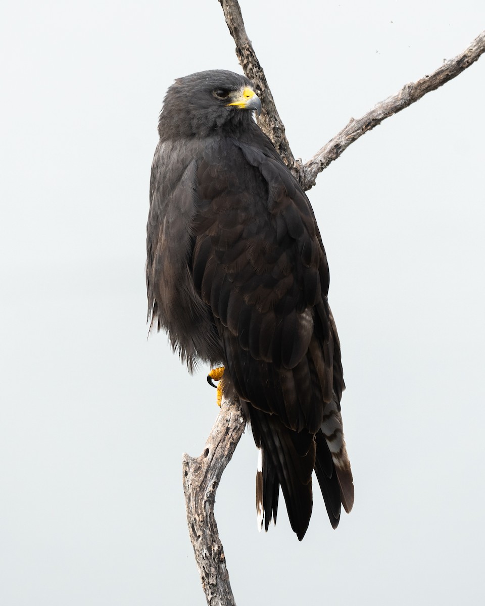 Zone-tailed Hawk - Patrick Van Thull