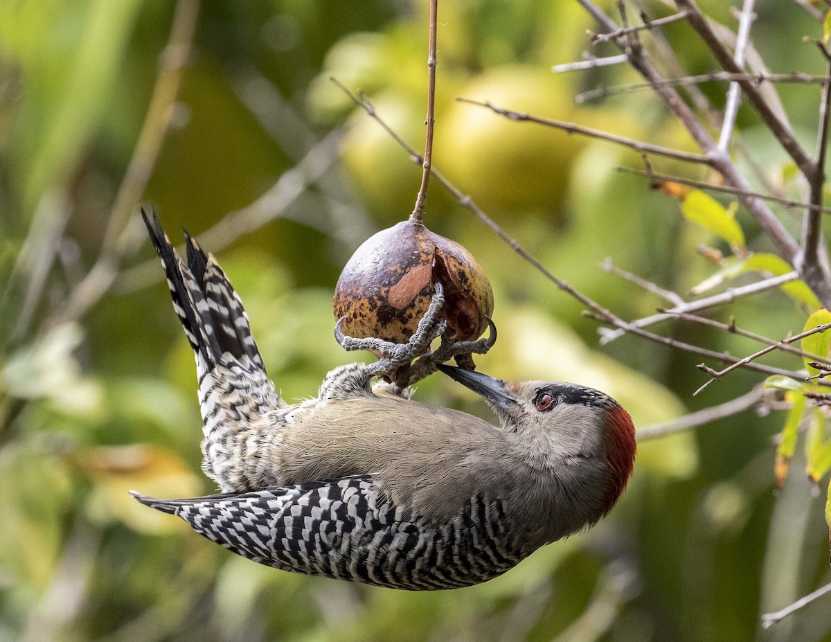 West Indian Woodpecker - Kamella Boullé