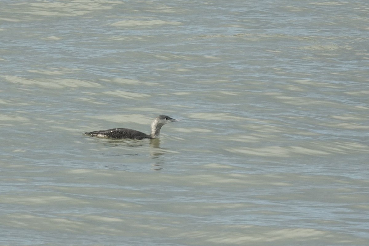 Red-throated Loon - ML134894251
