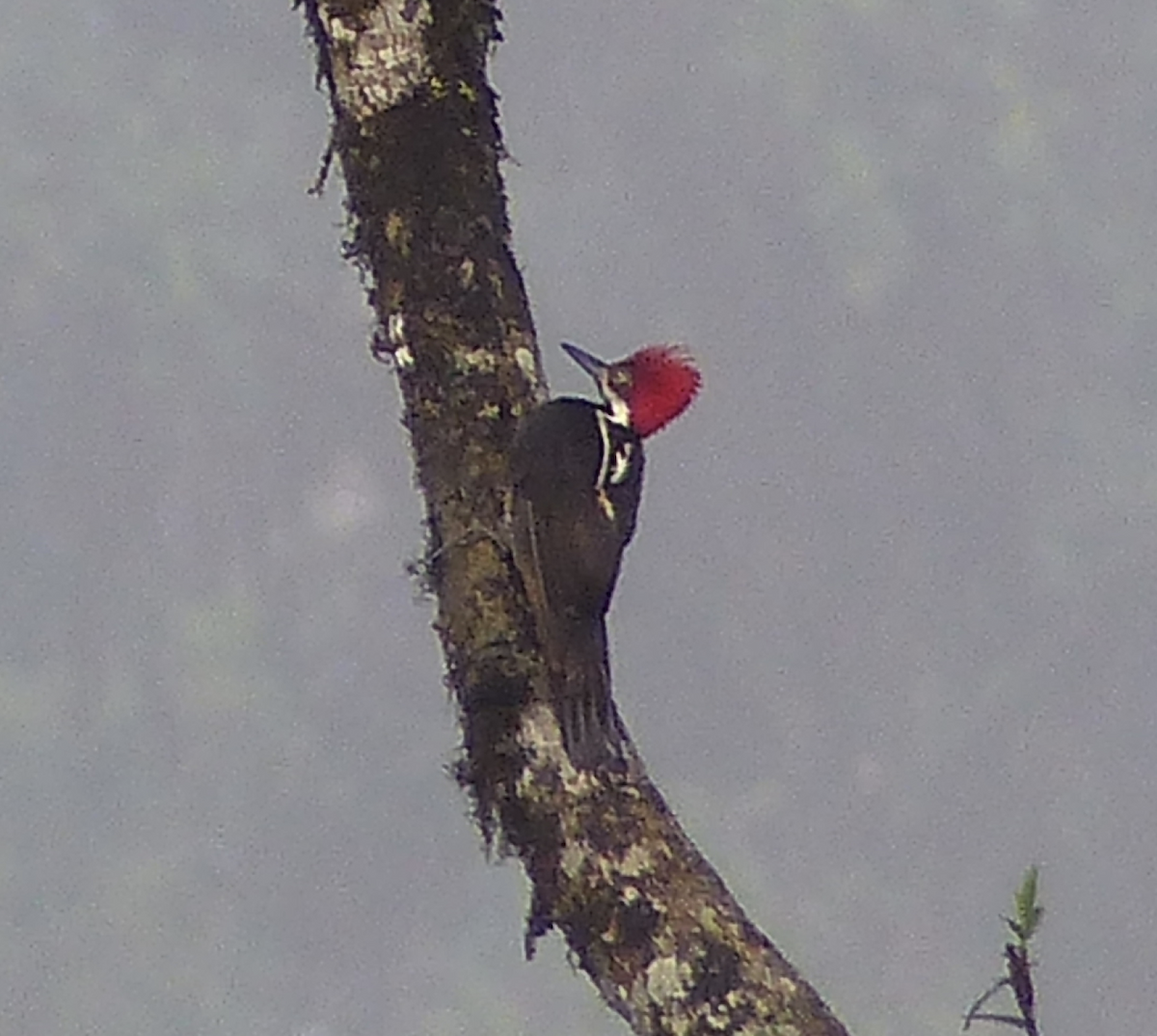 Guayaquil Woodpecker - Kai Victor