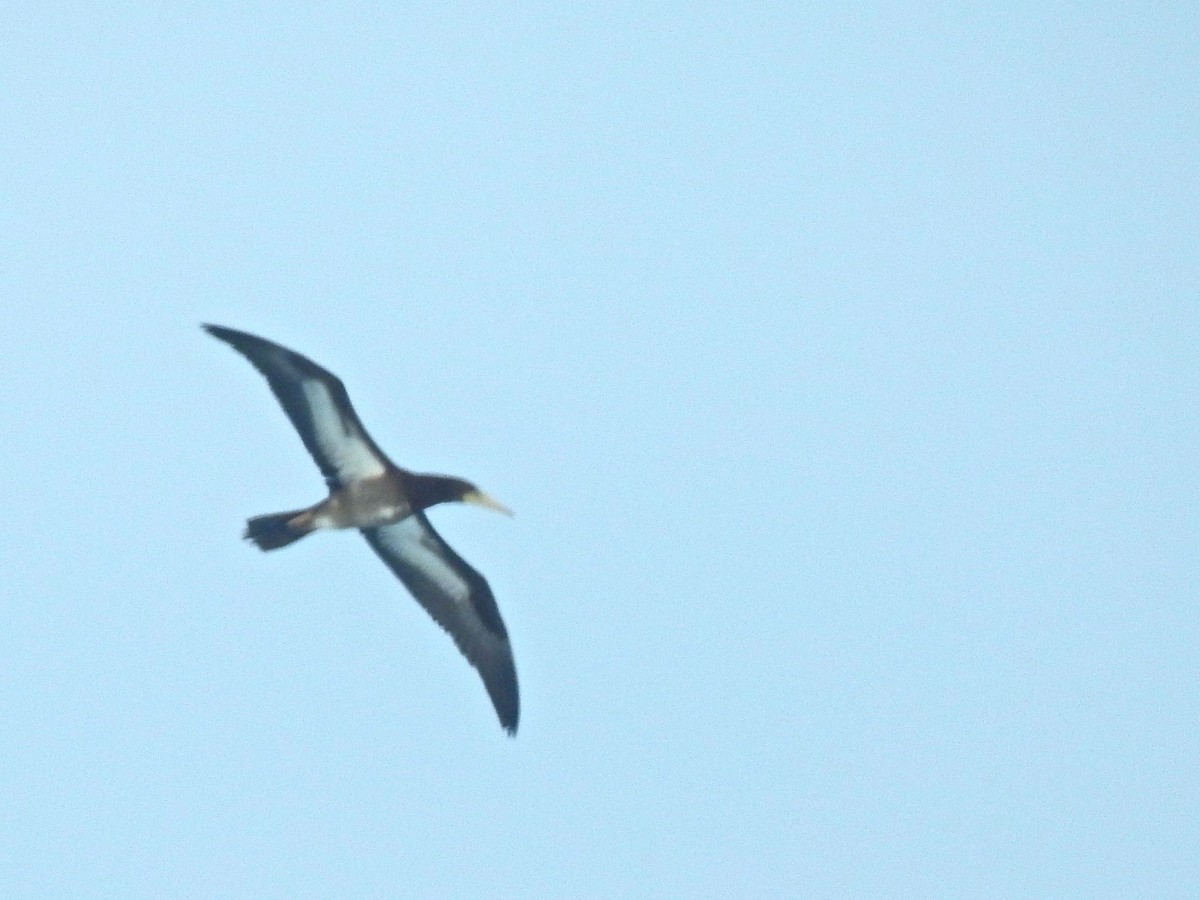 Brown Booby - ML134901141