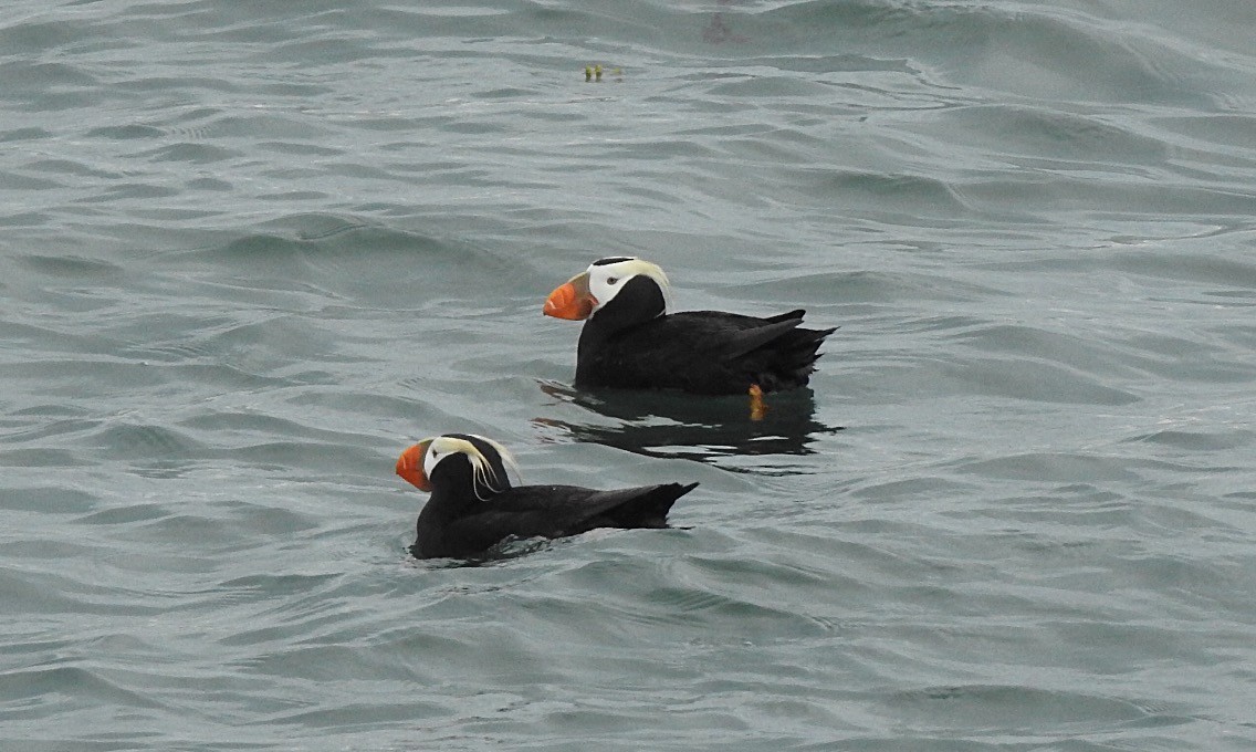Tufted Puffin - ML134901671