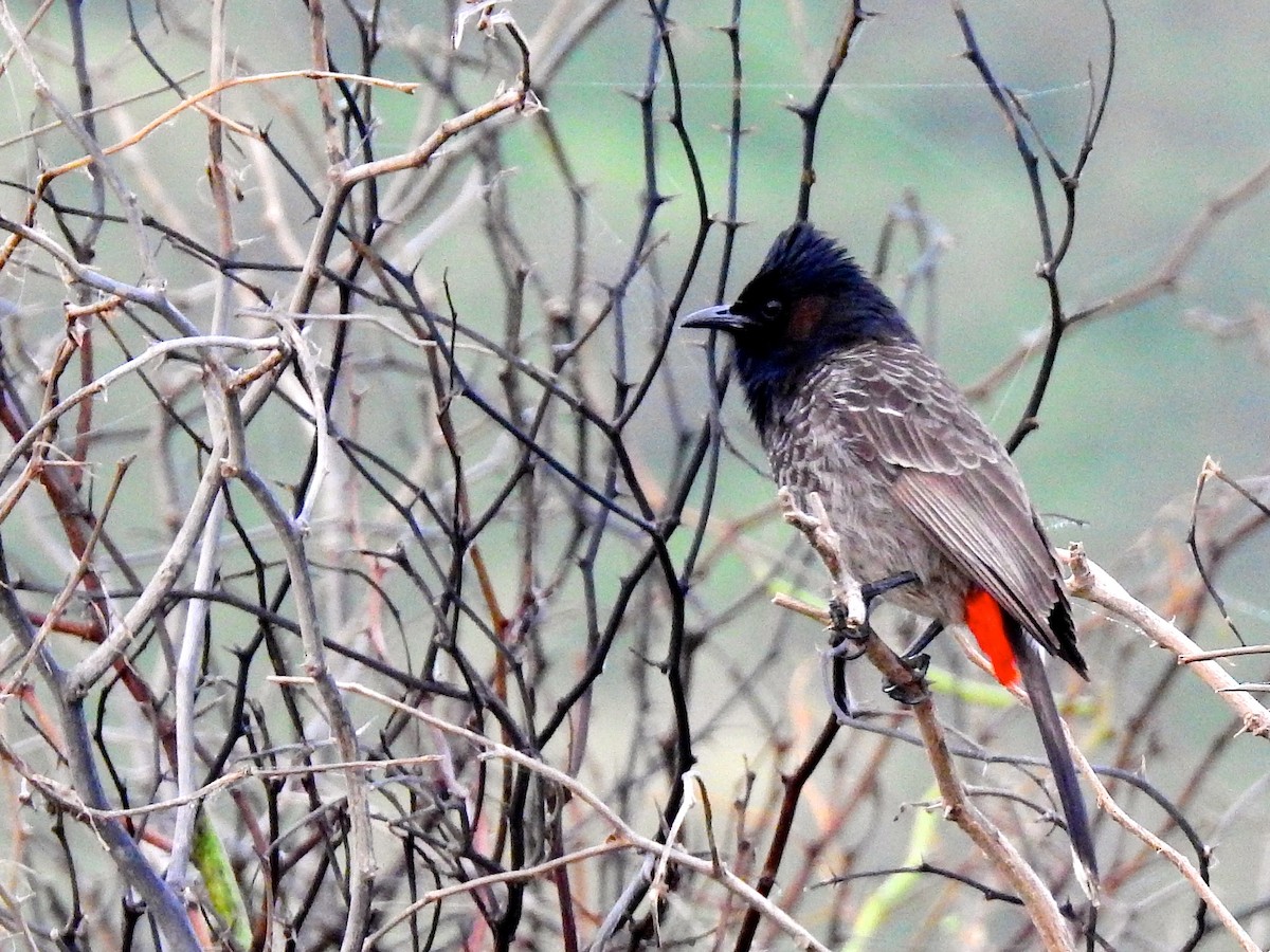Red-vented Bulbul - ML134902421