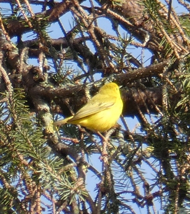 Yellow Warbler - ML134902931