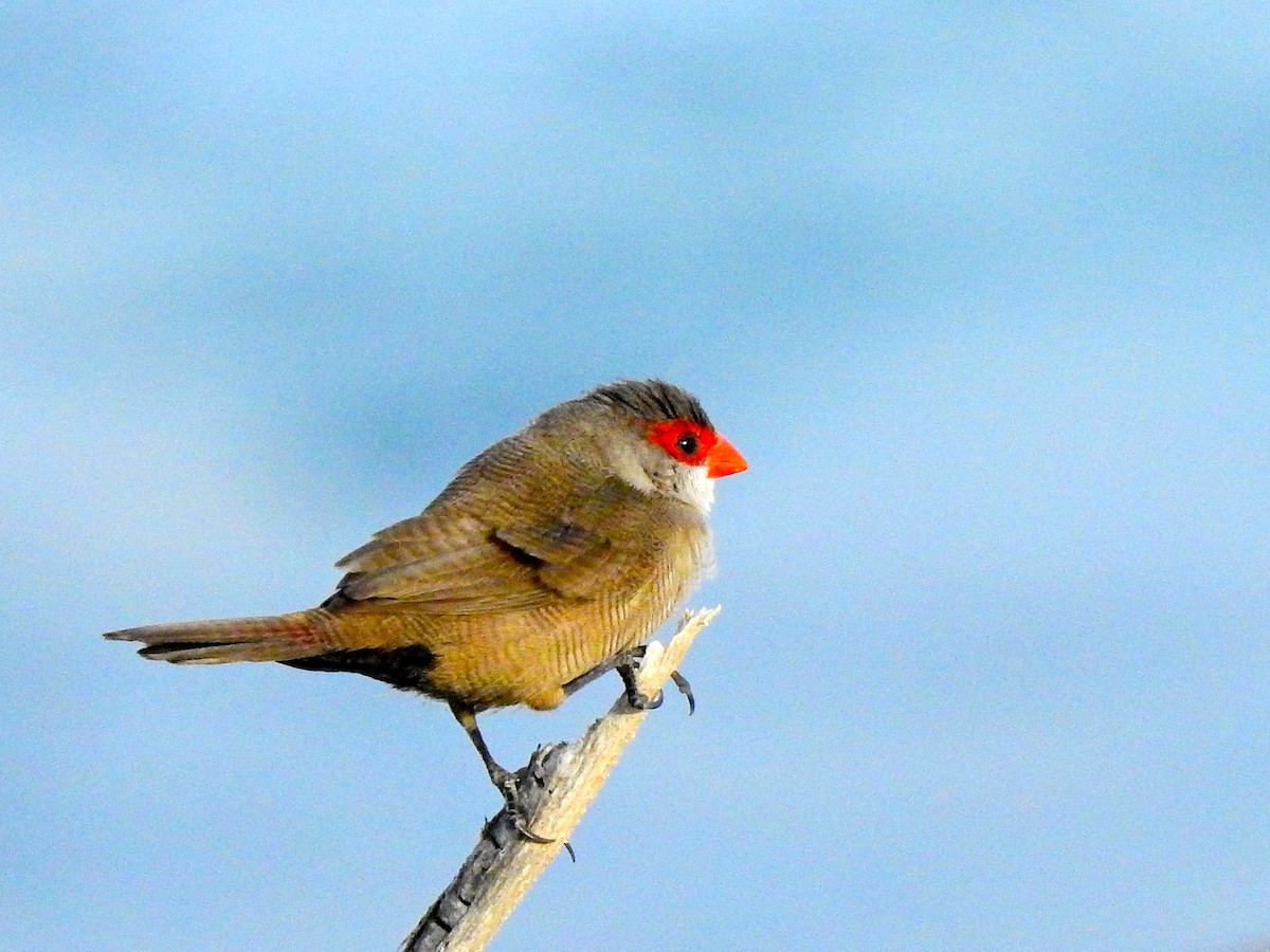 Common Waxbill - Michael Young