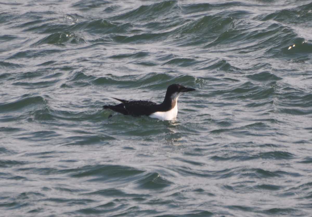 Thick-billed Murre - ML134903881