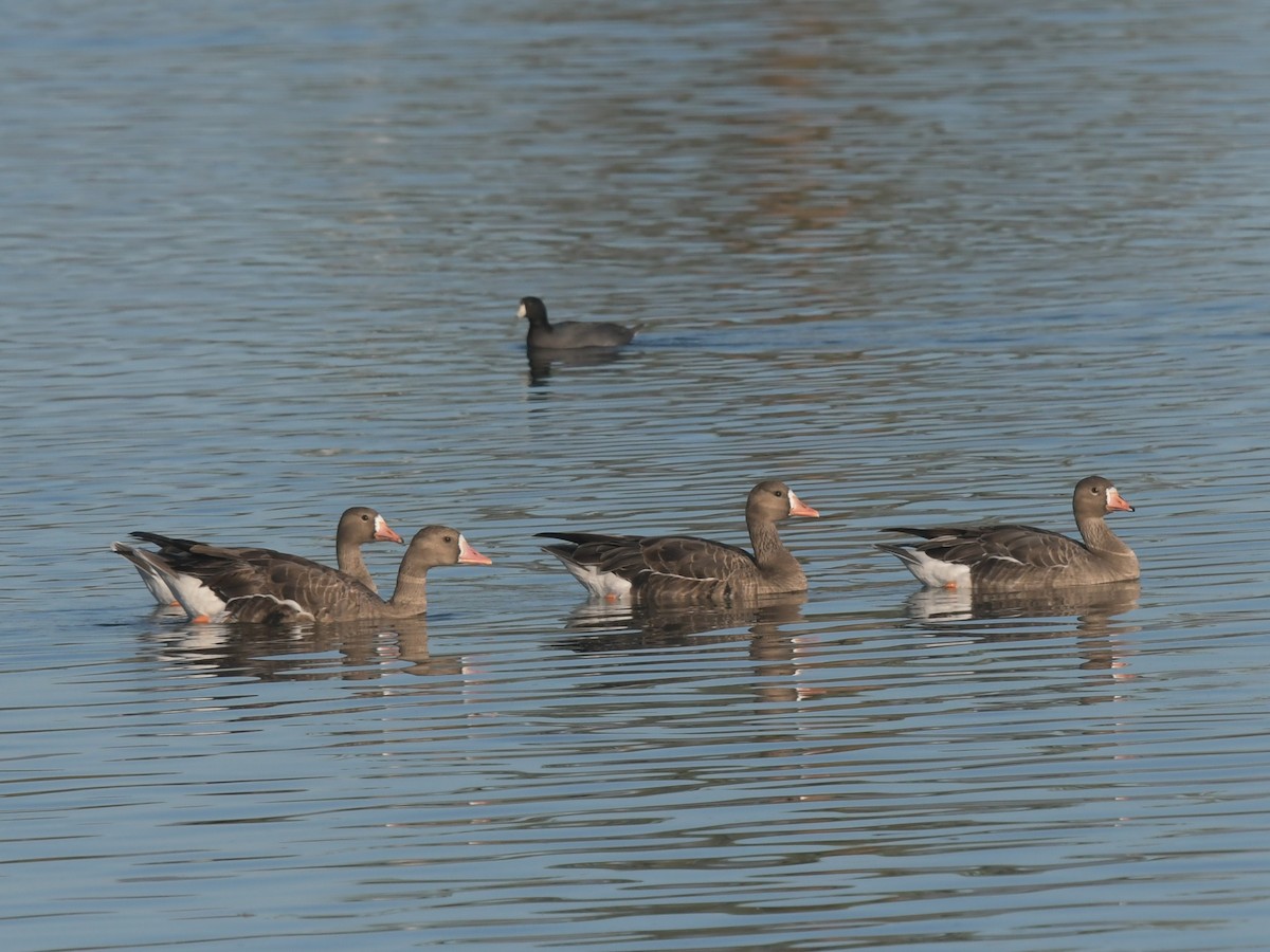 Greater White-fronted Goose - ML134903891