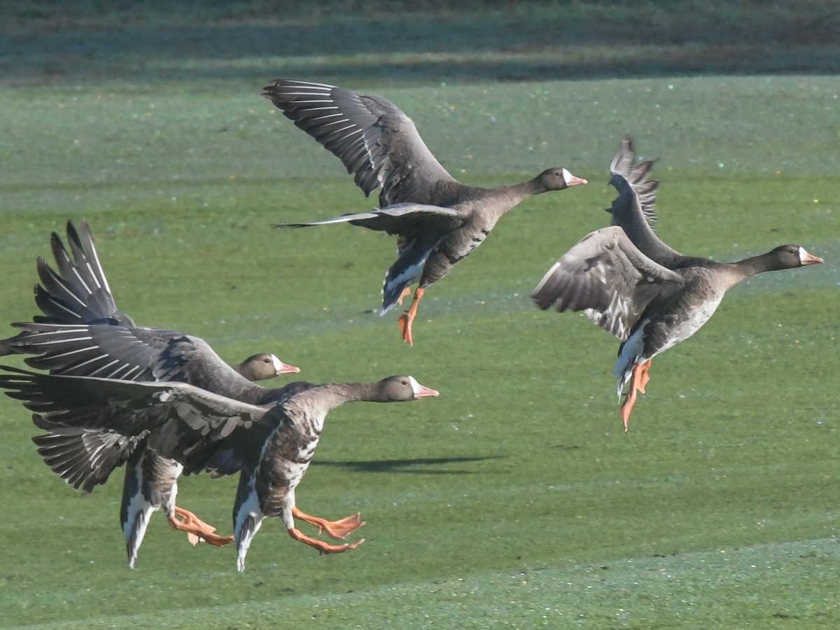 Greater White-fronted Goose - ML134904191