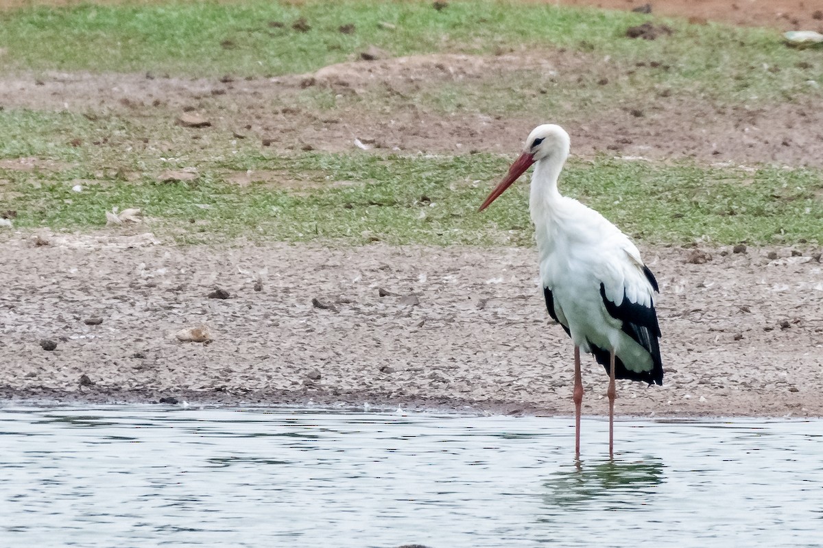 White Stork - Balaji P B