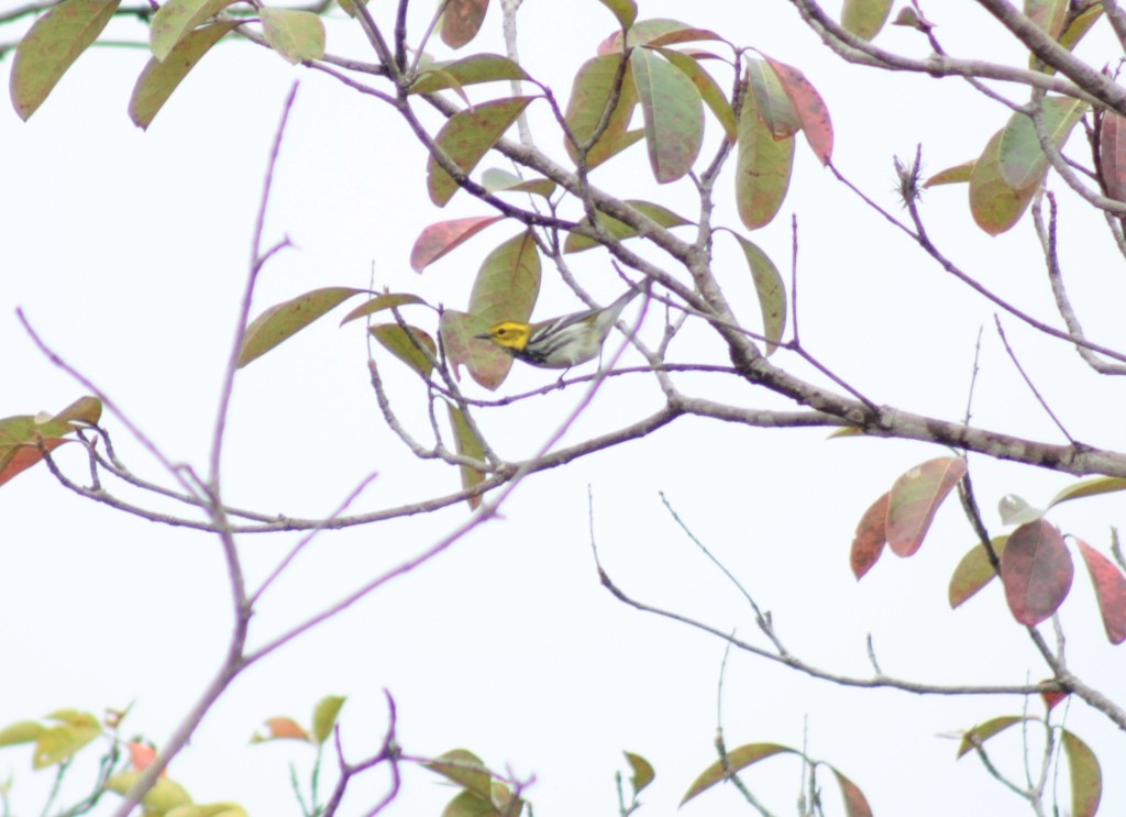 Black-throated Green Warbler - ML134908961