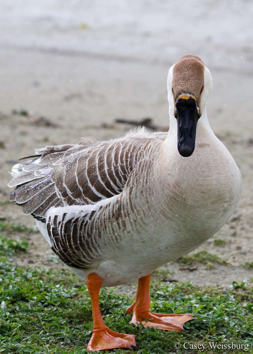 Swan Goose (Domestic type) - ML134909001