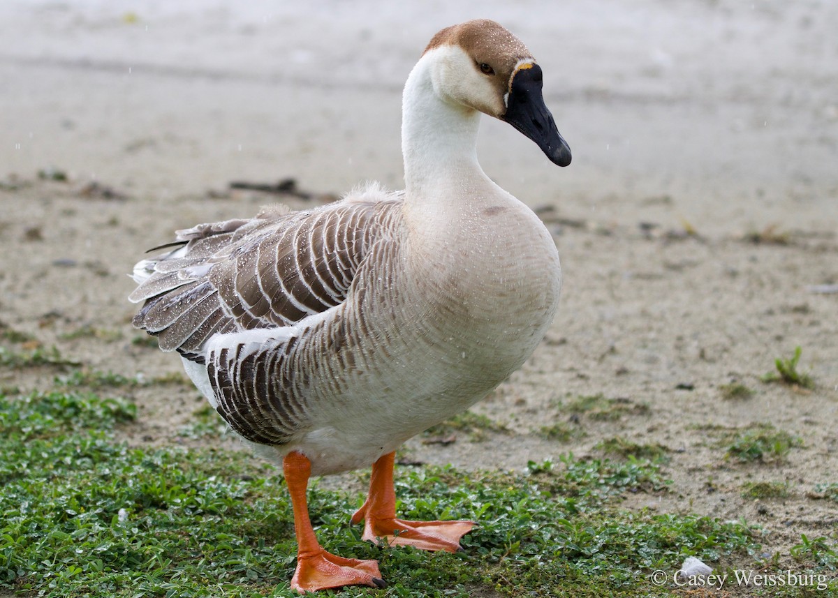 Swan Goose (Domestic type) - ML134909031