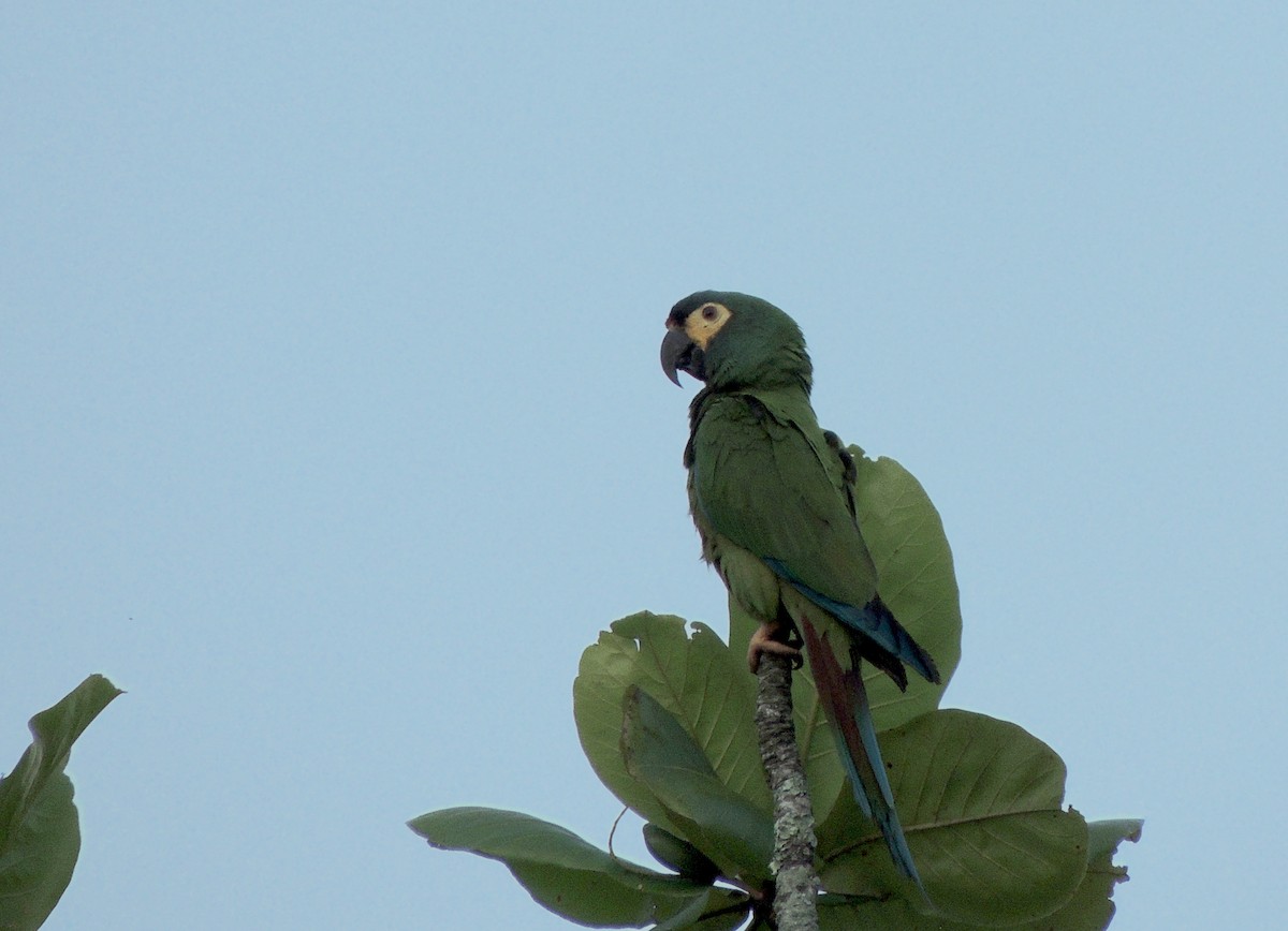 Blue-winged Macaw - Rodrigo Quadros