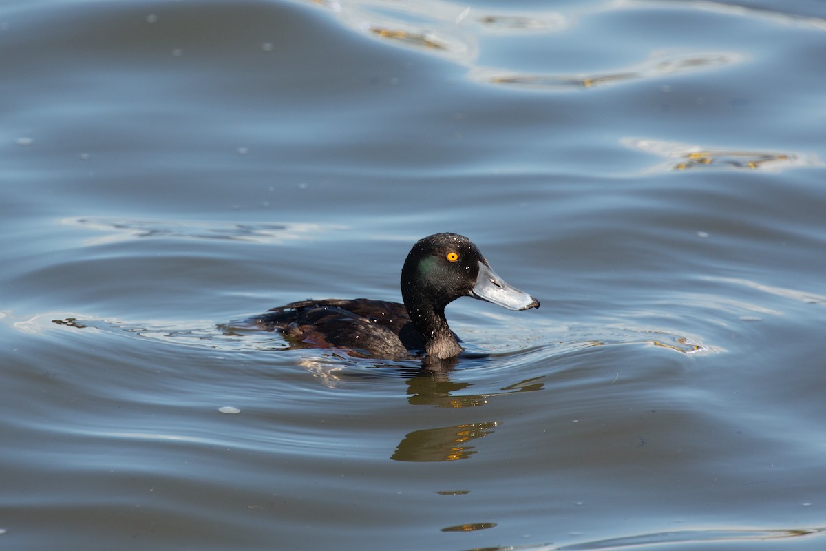 New Zealand Scaup - Eric Youngblood
