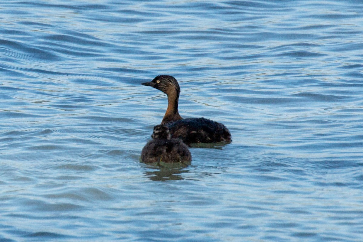 New Zealand Grebe - Eric Youngblood