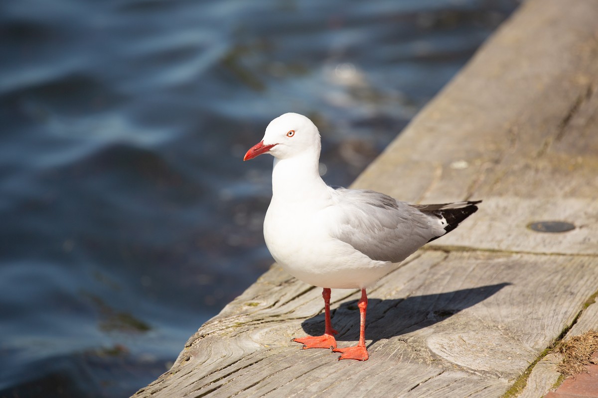 Silver Gull (Red-billed) - Eric Youngblood