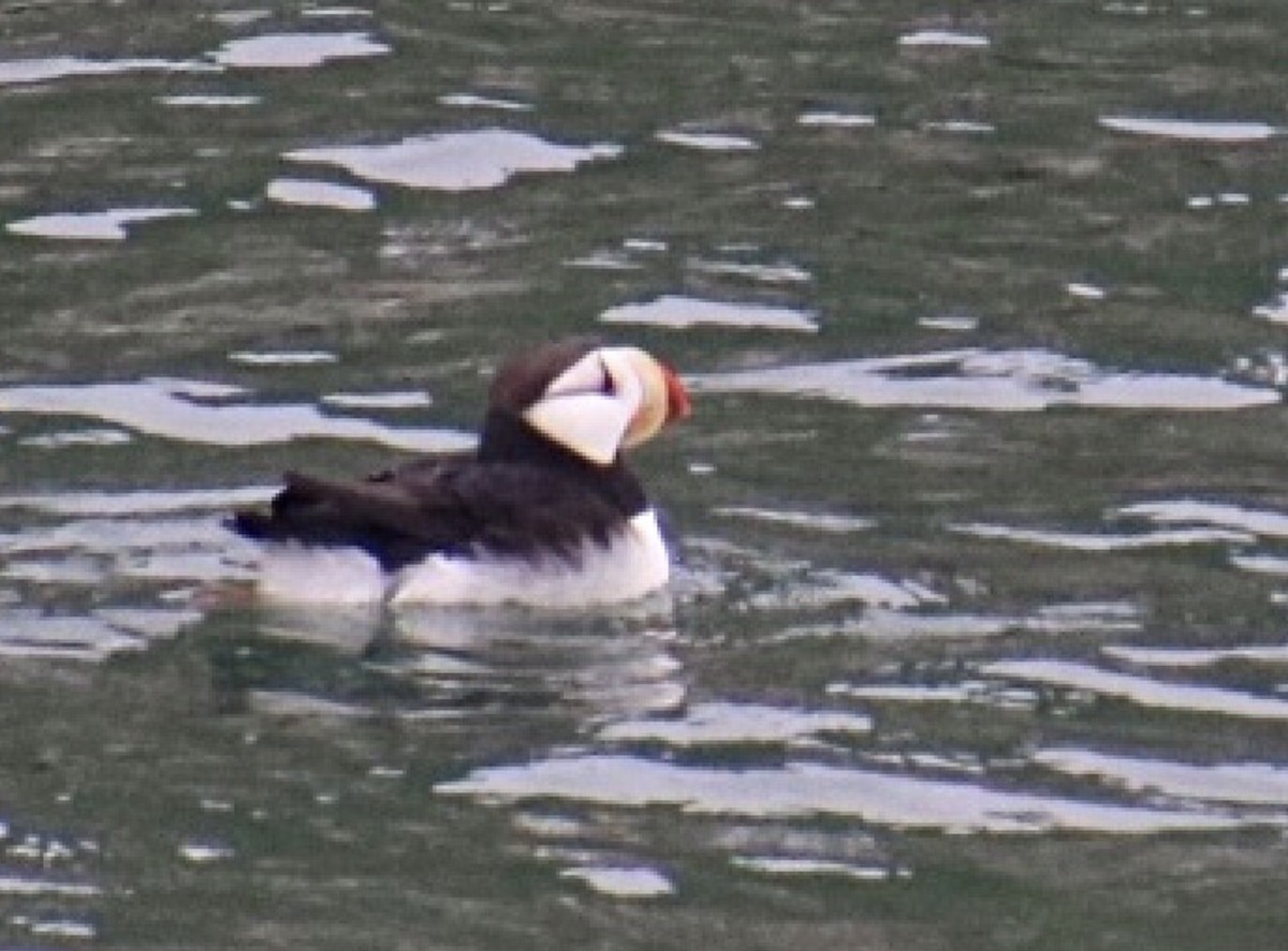 Horned Puffin - ML134911771