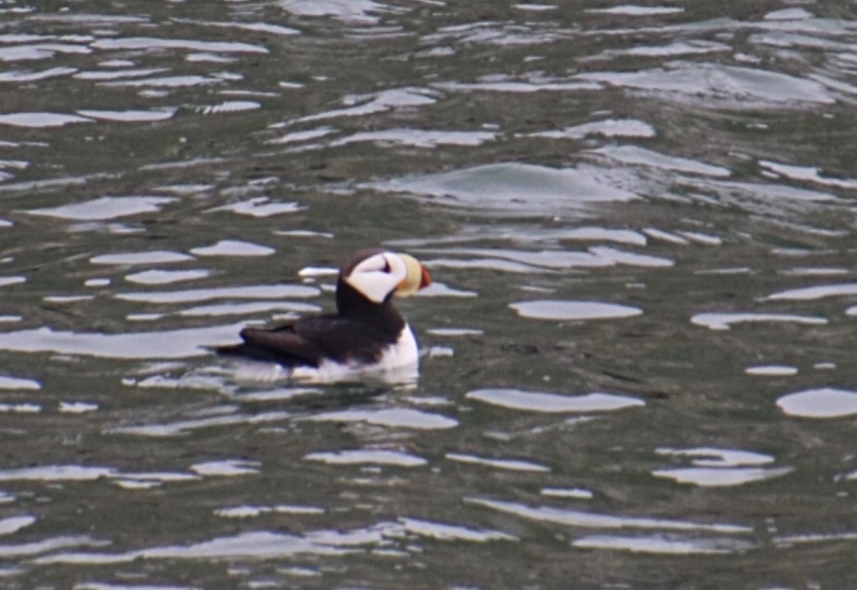 Horned Puffin - ML134911781