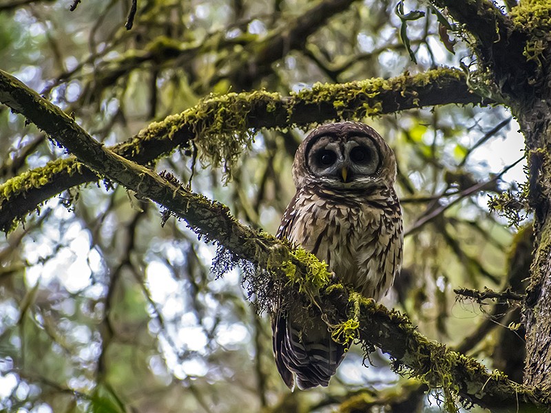 Fulvous Owl - ML134912441