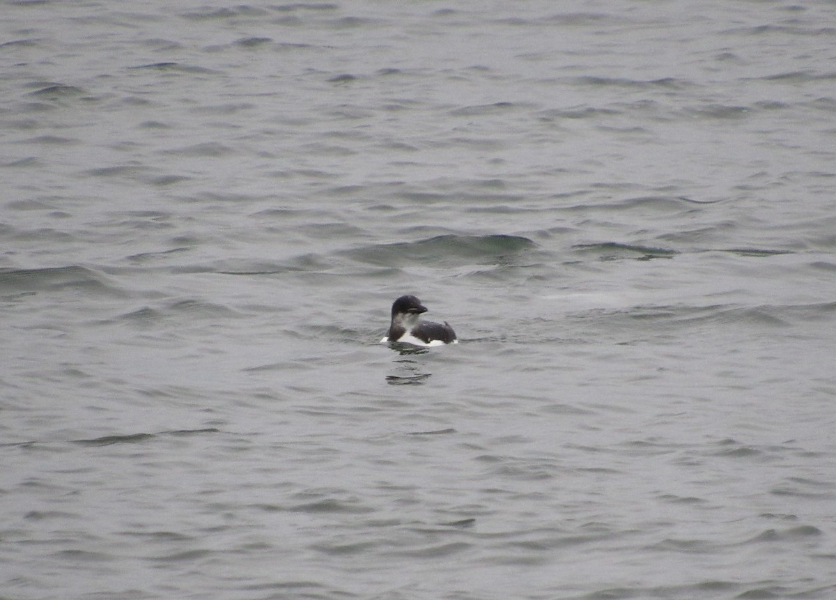 Thick-billed Murre - ML134914771