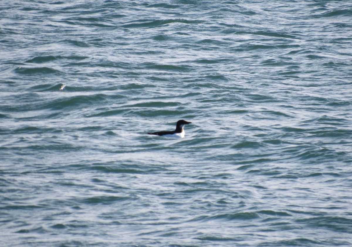 Thick-billed Murre - ML134914941