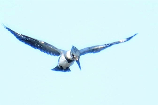 Belted Kingfisher - ML134915091