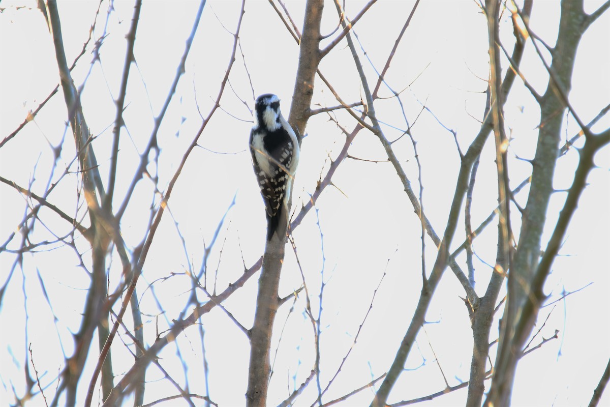 Downy Woodpecker - ML134915151