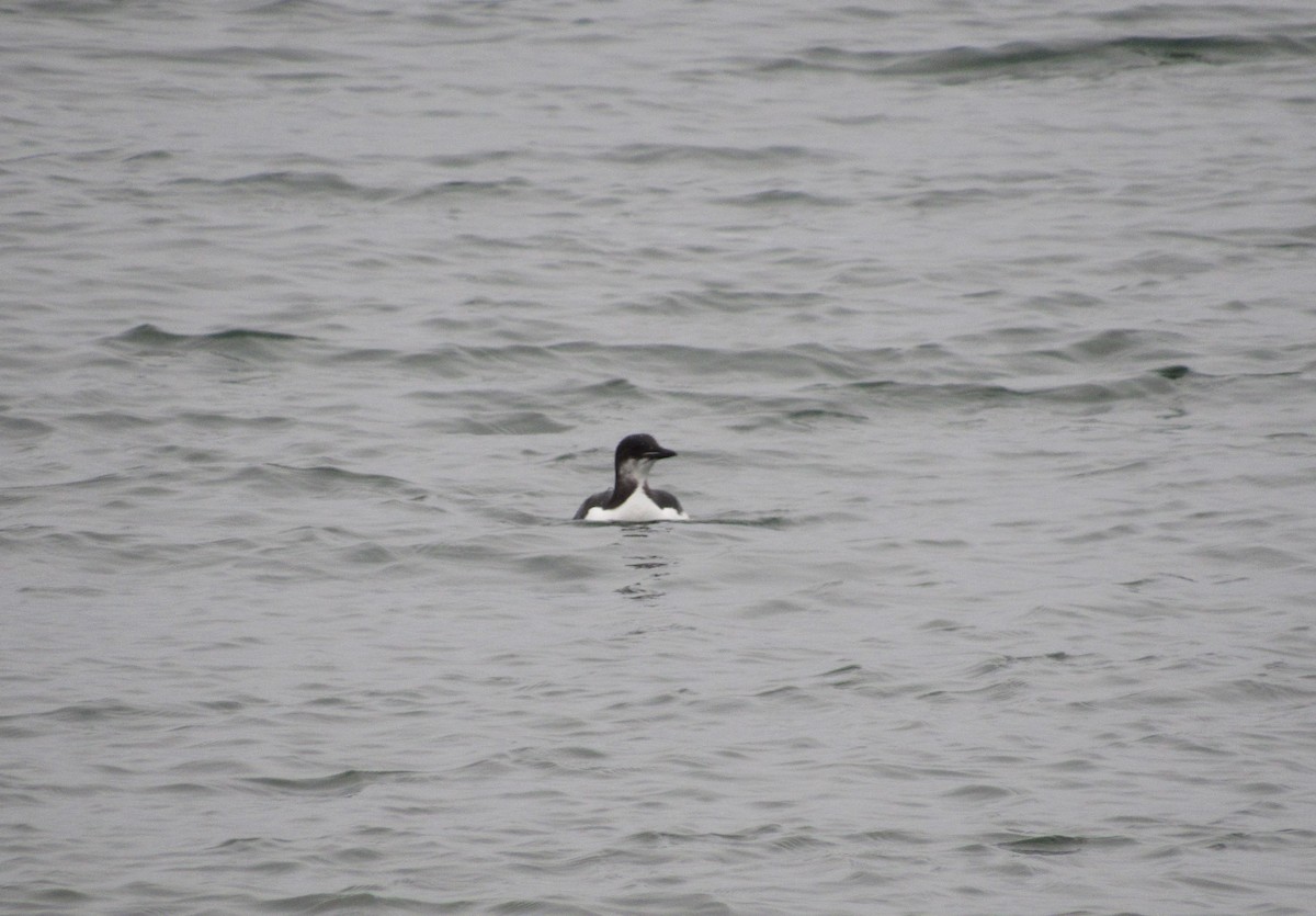 Thick-billed Murre - ML134915251