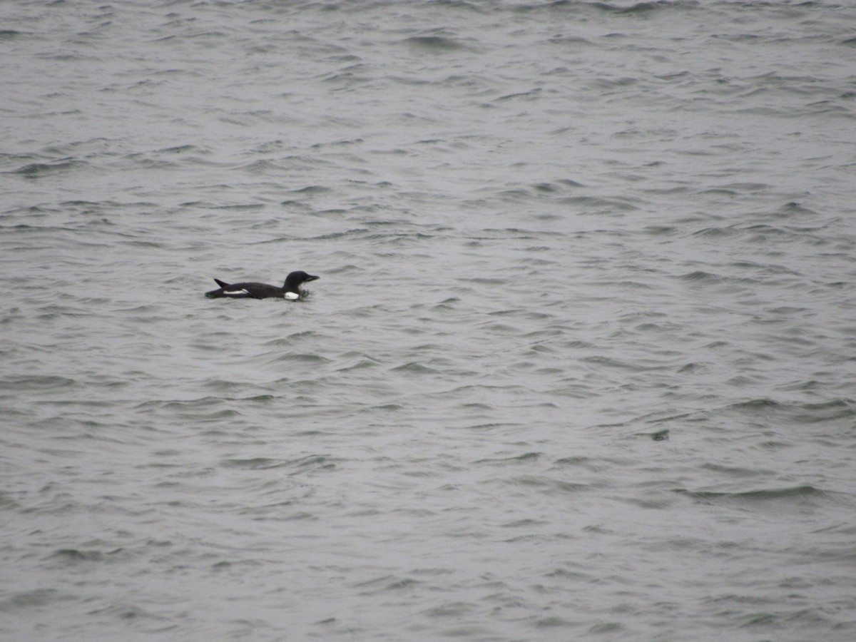 Thick-billed Murre - ML134915891