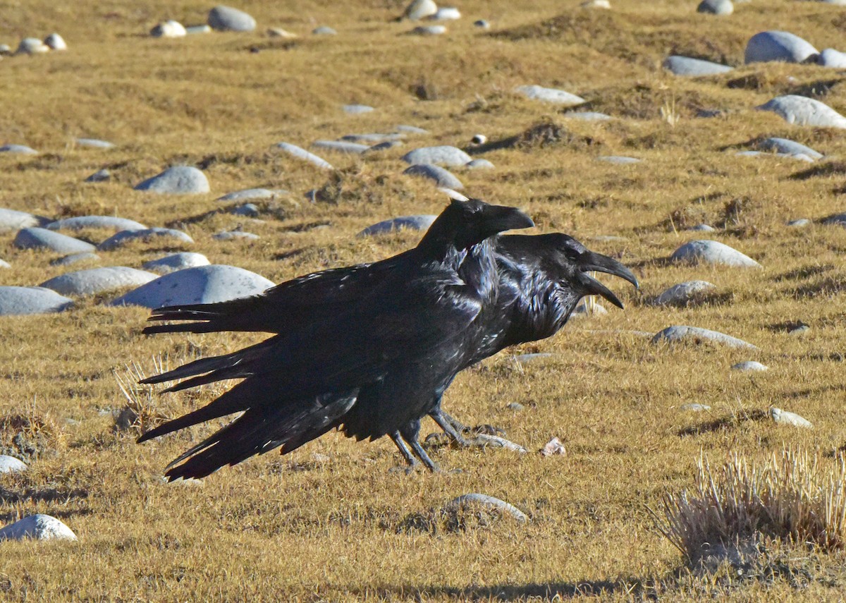 Common Raven - brian waitkus