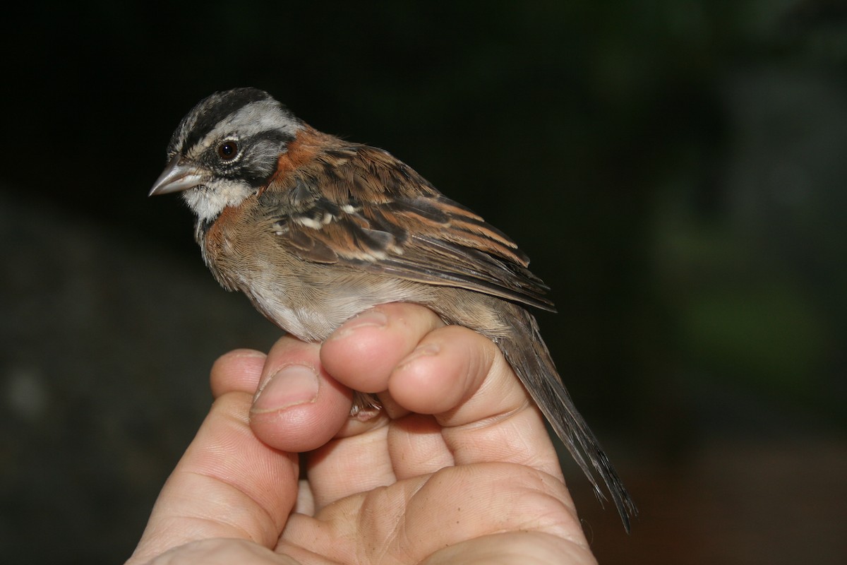 Rufous-collared Sparrow - Ken Burton