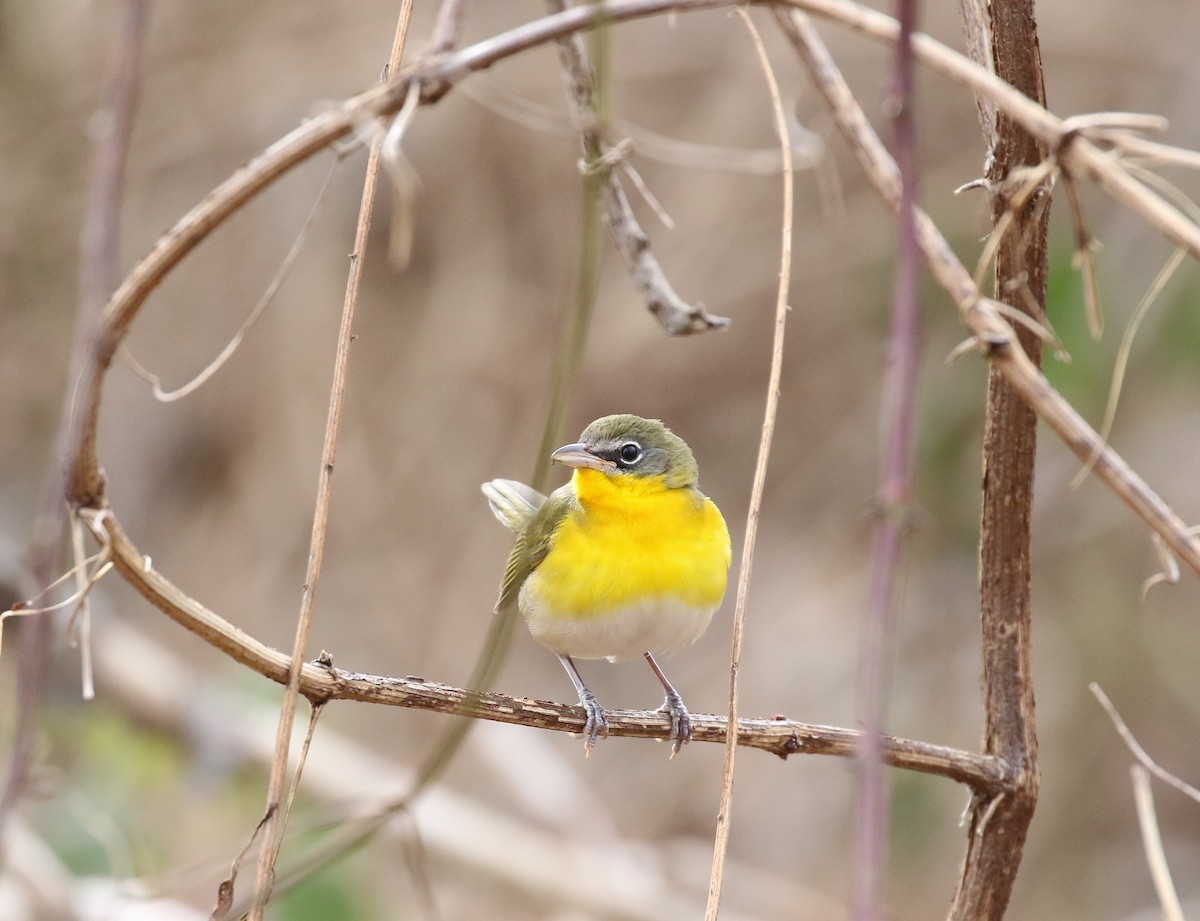 Yellow-breasted Chat - maggie peretto