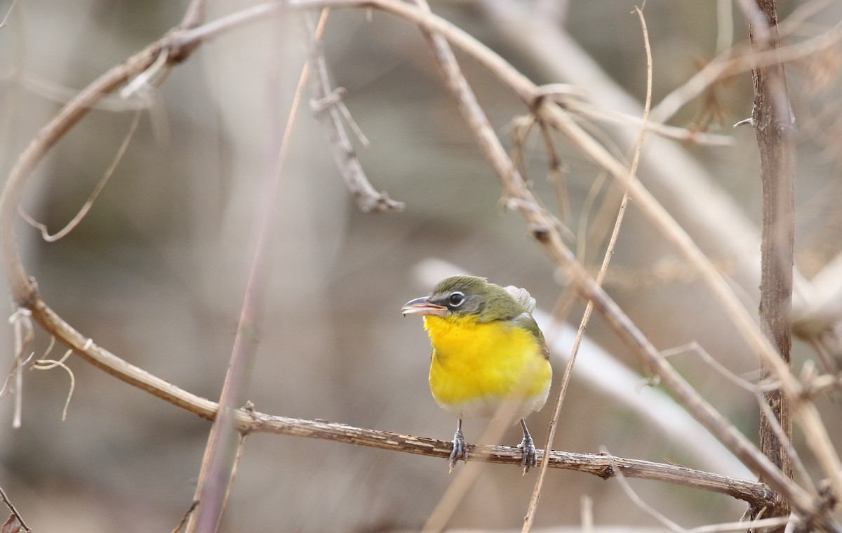 Yellow-breasted Chat - ML134920591