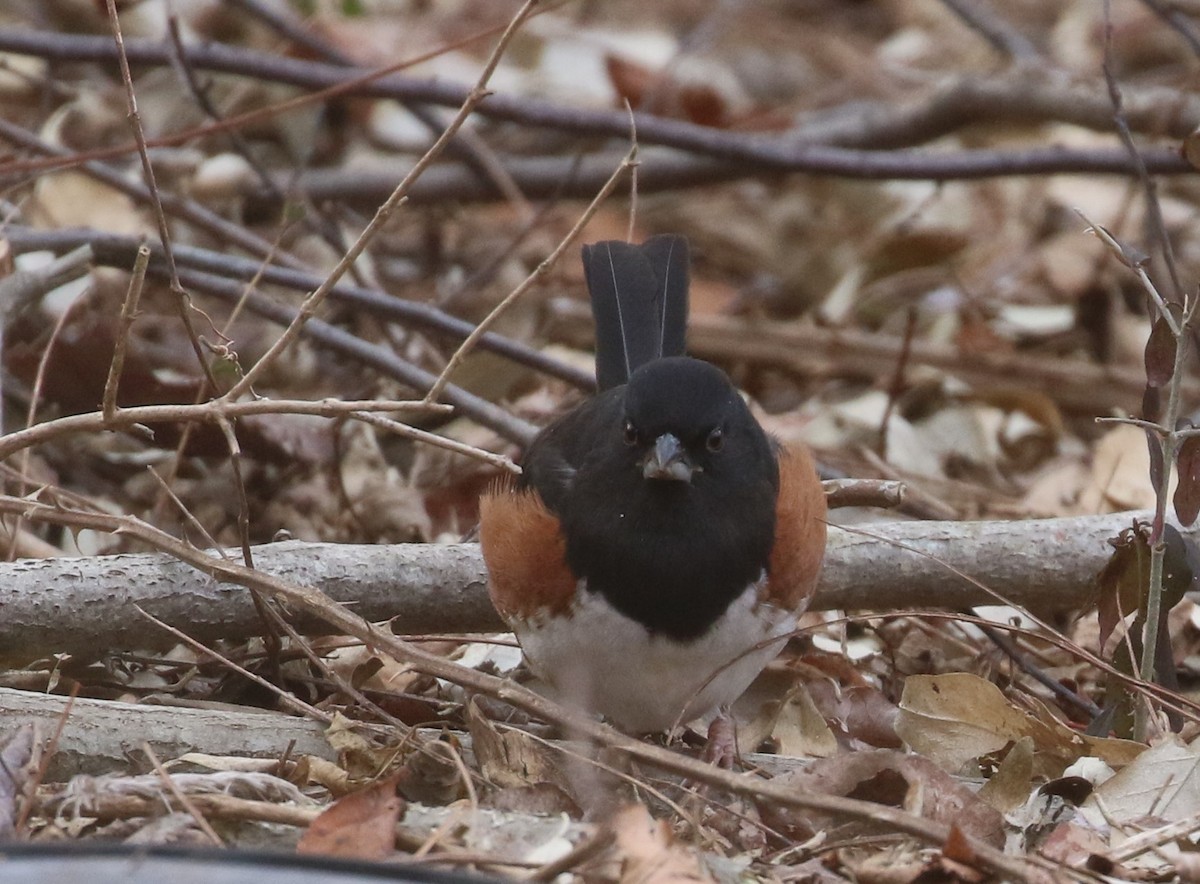 Eastern Towhee - maggie peretto