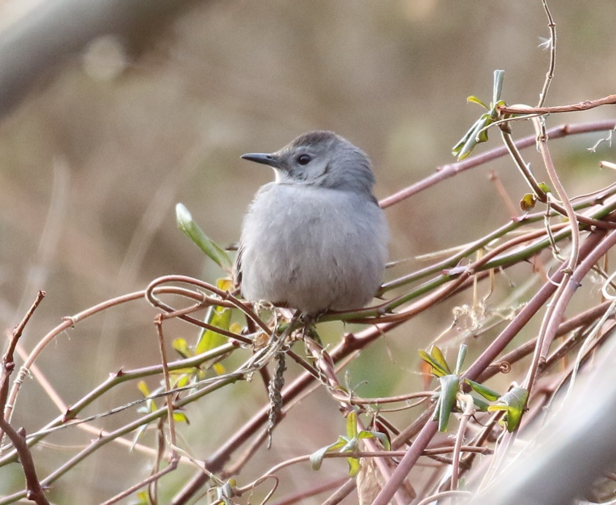 Gray Catbird - maggie peretto