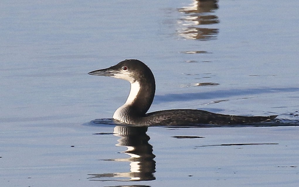 Pacific Loon - Dick Holcomb