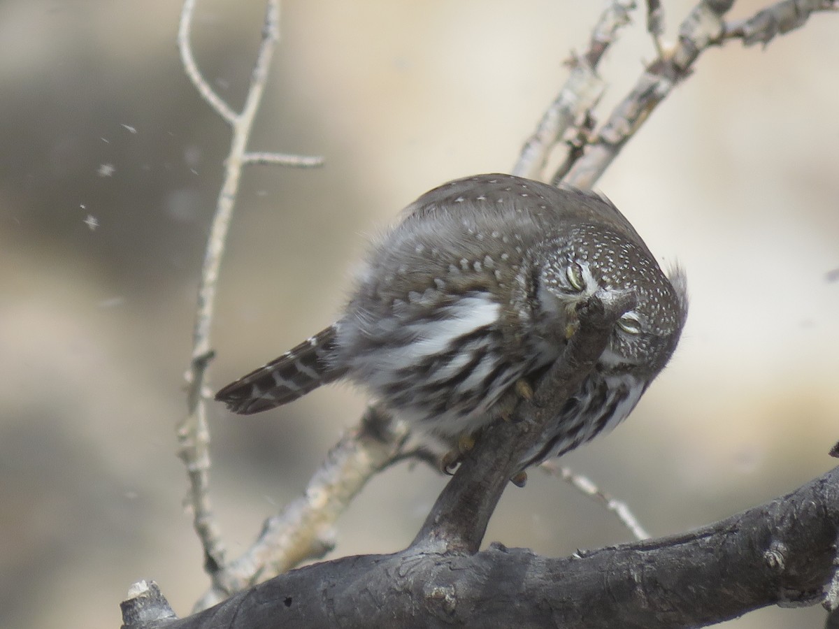 Northern Pygmy-Owl (Rocky Mts.) - ML134925371
