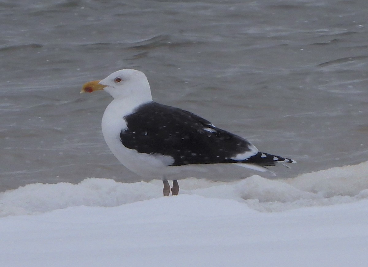 Great Black-backed Gull - Lauri Taylor
