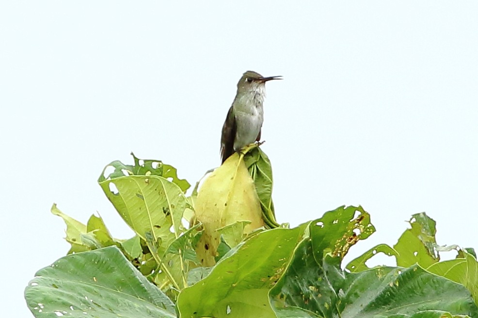 Olive-spotted Hummingbird - ML134929561