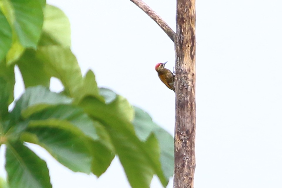 Little Woodpecker - ML134930971