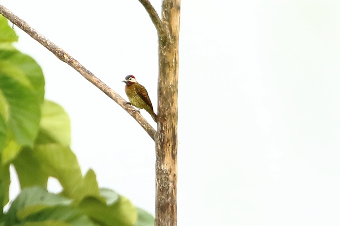 Spot-breasted Woodpecker - ML134931241