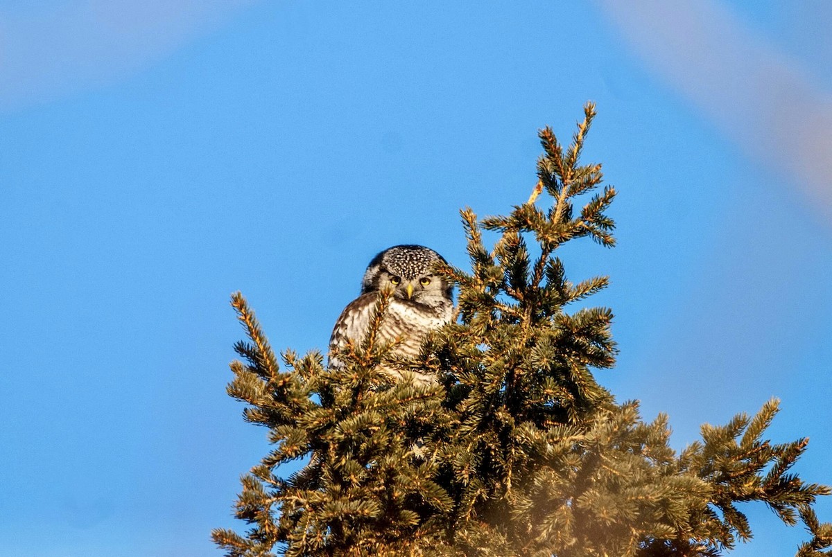 Northern Hawk Owl - Andrew Simon